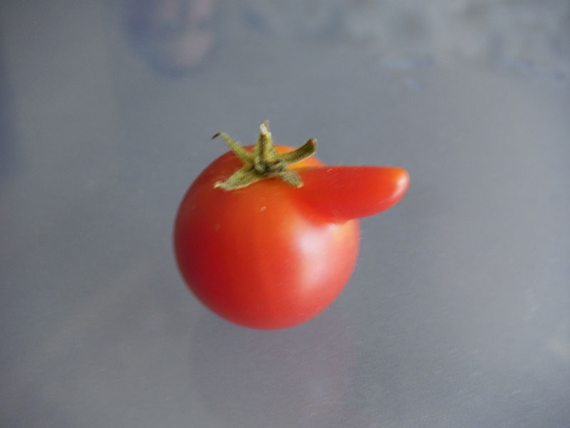 Canning cherry tomato recipes